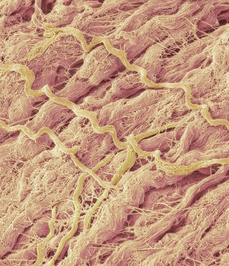 Tissue Histology
